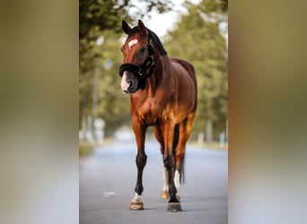 Hannoveraner, Wallach, 14 Jahre, 173 cm, Brauner