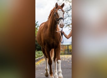 Hannoveraner, Wallach, 14 Jahre, 173 cm, Fuchs