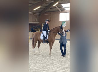 Hannoveraner, Wallach, 14 Jahre, 173 cm, Fuchs