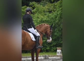 Hannoveraner, Wallach, 14 Jahre, 173 cm, Fuchs