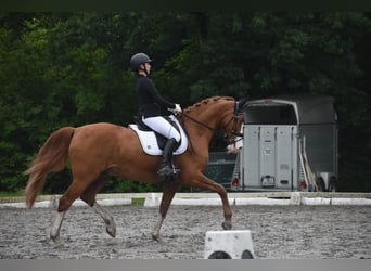 Hannoveraner, Wallach, 14 Jahre, 173 cm, Fuchs