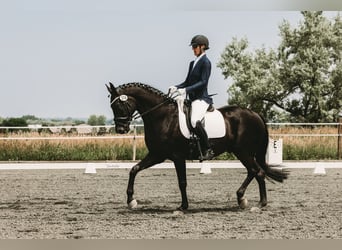 Hannoveraner, Wallach, 14 Jahre, 173 cm, Rappe