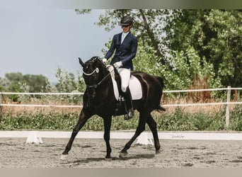 Hannoveraner, Wallach, 14 Jahre, 173 cm, Rappe