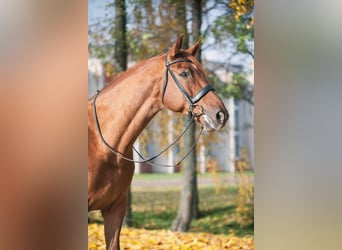 Hannoveraner, Wallach, 14 Jahre, 174 cm, Dunkelfuchs