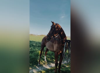 Hannoveraner, Wallach, 14 Jahre, 174 cm, Fuchs