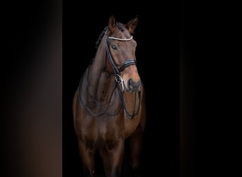 Hannoveraner, Wallach, 14 Jahre, 175 cm, Brauner