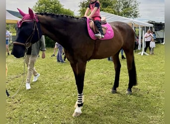 Hannoveraner, Wallach, 14 Jahre, 175 cm, Dunkelbrauner