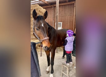 Hannoveraner, Wallach, 14 Jahre, 175 cm, Dunkelbrauner