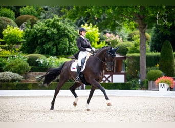 Hannoveraner, Wallach, 14 Jahre, 175 cm, Rappe