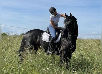 Hannoveraner, Wallach, 14 Jahre, 175 cm, Rappe