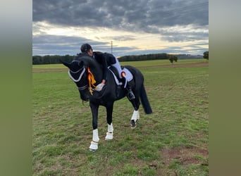 Hannoveraner, Wallach, 14 Jahre, 175 cm, Rappe