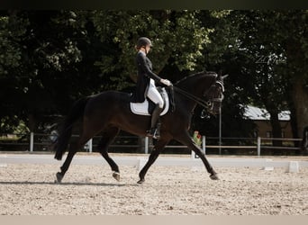 Hannoveraner, Wallach, 14 Jahre, 175 cm, Rappe