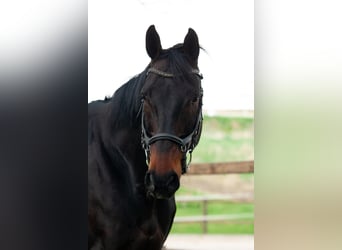 Hannoveraner, Wallach, 14 Jahre, 176 cm, Brauner