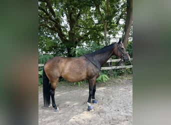 Hannoveraner, Wallach, 14 Jahre, 176 cm, Dunkelbrauner