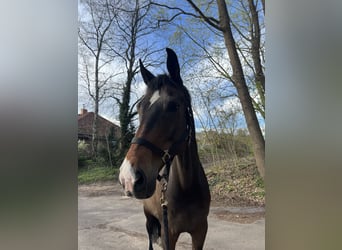 Hannoveraner, Wallach, 14 Jahre, 176 cm, Dunkelbrauner