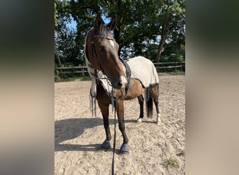 Hannoveraner, Wallach, 14 Jahre, 176 cm, Dunkelbrauner