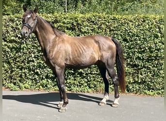 Hannoveraner, Wallach, 14 Jahre, 176 cm, Dunkelbrauner