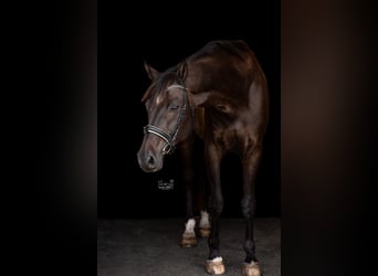 Hannoveraner, Wallach, 14 Jahre, 176 cm, Dunkelbrauner
