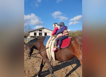 Hannoveraner, Wallach, 14 Jahre, 176 cm, Dunkelbrauner
