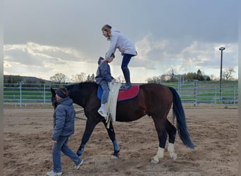 Hannoveraner, Wallach, 14 Jahre, 176 cm, Dunkelbrauner