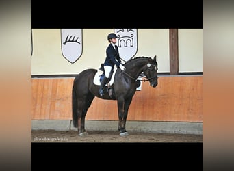 Hannoveraner, Wallach, 14 Jahre, 176 cm, Dunkelfuchs