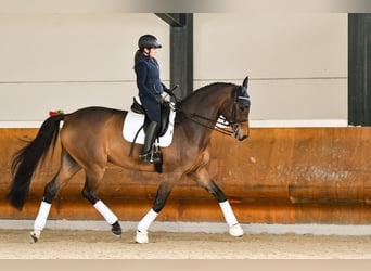 Hannoveraner, Wallach, 14 Jahre, 180 cm, Brauner