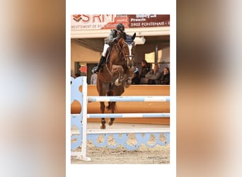 Hannoveraner, Wallach, 14 Jahre, 180 cm, Dunkelfuchs