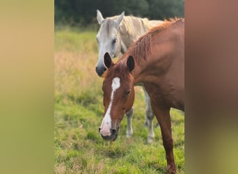 Hannoveraner, Wallach, 14 Jahre