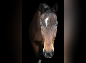 Hannoveraner Mix, Wallach, 15 Jahre, 160 cm, Brauner
