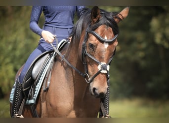 Hannoveraner Mix, Wallach, 15 Jahre, 163 cm, Brauner