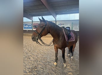 Hannoveraner, Wallach, 15 Jahre, 164 cm