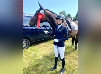 Hannoveraner, Wallach, 15 Jahre, 165 cm, Dunkelbrauner