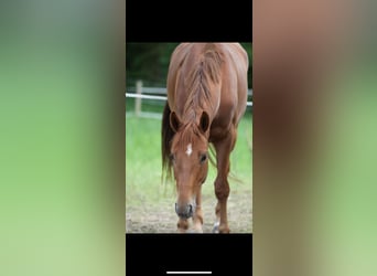 Hannoveraner, Wallach, 15 Jahre, 165 cm, Fuchs