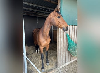 Hannoveraner, Wallach, 15 Jahre, 166 cm, Dunkelbrauner