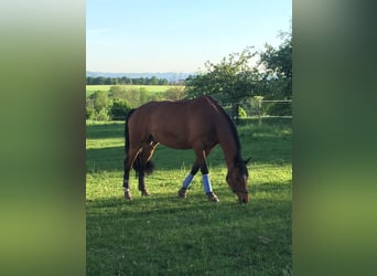 Hannoveraner, Wallach, 15 Jahre, 166 cm, Dunkelbrauner