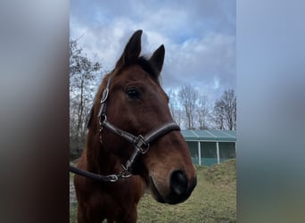 Hannoveraner, Wallach, 15 Jahre, 167 cm, Brauner