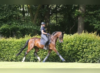 Hannoveraner, Wallach, 15 Jahre, 167 cm, Dunkelbrauner