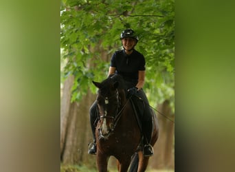 Hannoveraner, Wallach, 15 Jahre, 167 cm, Dunkelbrauner