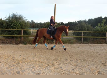 Hannoveraner, Wallach, 15 Jahre, 167 cm, Fuchs