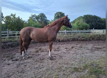 Hannoveraner, Wallach, 15 Jahre, 167 cm, Fuchs