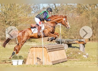 Hannoveraner, Wallach, 15 Jahre, 167 cm, Fuchs