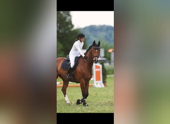 Hannoveraner, Wallach, 15 Jahre, 168 cm, Brauner