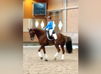 Hannoveraner, Wallach, 15 Jahre, 168 cm, Dunkelfuchs