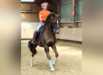 Hannoveraner, Wallach, 15 Jahre, 168 cm, Dunkelfuchs