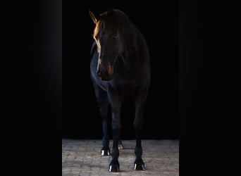 Hannoveraner, Wallach, 15 Jahre, 168 cm, Rappe