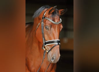 Hannoveraner, Wallach, 15 Jahre, 169 cm, Brauner