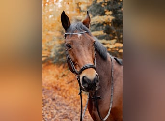 Hannoveraner, Wallach, 15 Jahre, 170 cm, Brauner