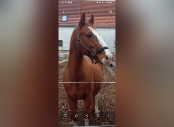 Hannoveraner, Wallach, 15 Jahre, 170 cm, Fuchs