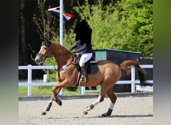 Hannoveraner, Wallach, 15 Jahre, 170 cm, Fuchs