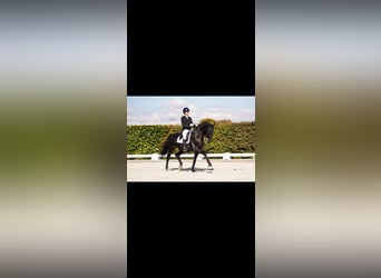 Hannoveraner, Wallach, 15 Jahre, 170 cm, Rappe